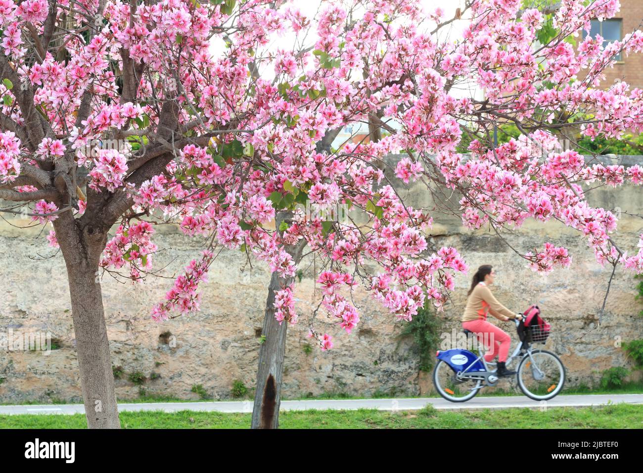 Spanien, Valencia, Turia-Gärten (Jardín del Turia), gemeinsames Fahrrad im öffentlichen Park eröffnet im Jahr 1986, blühende Bäume im Frühjahr Stockfoto