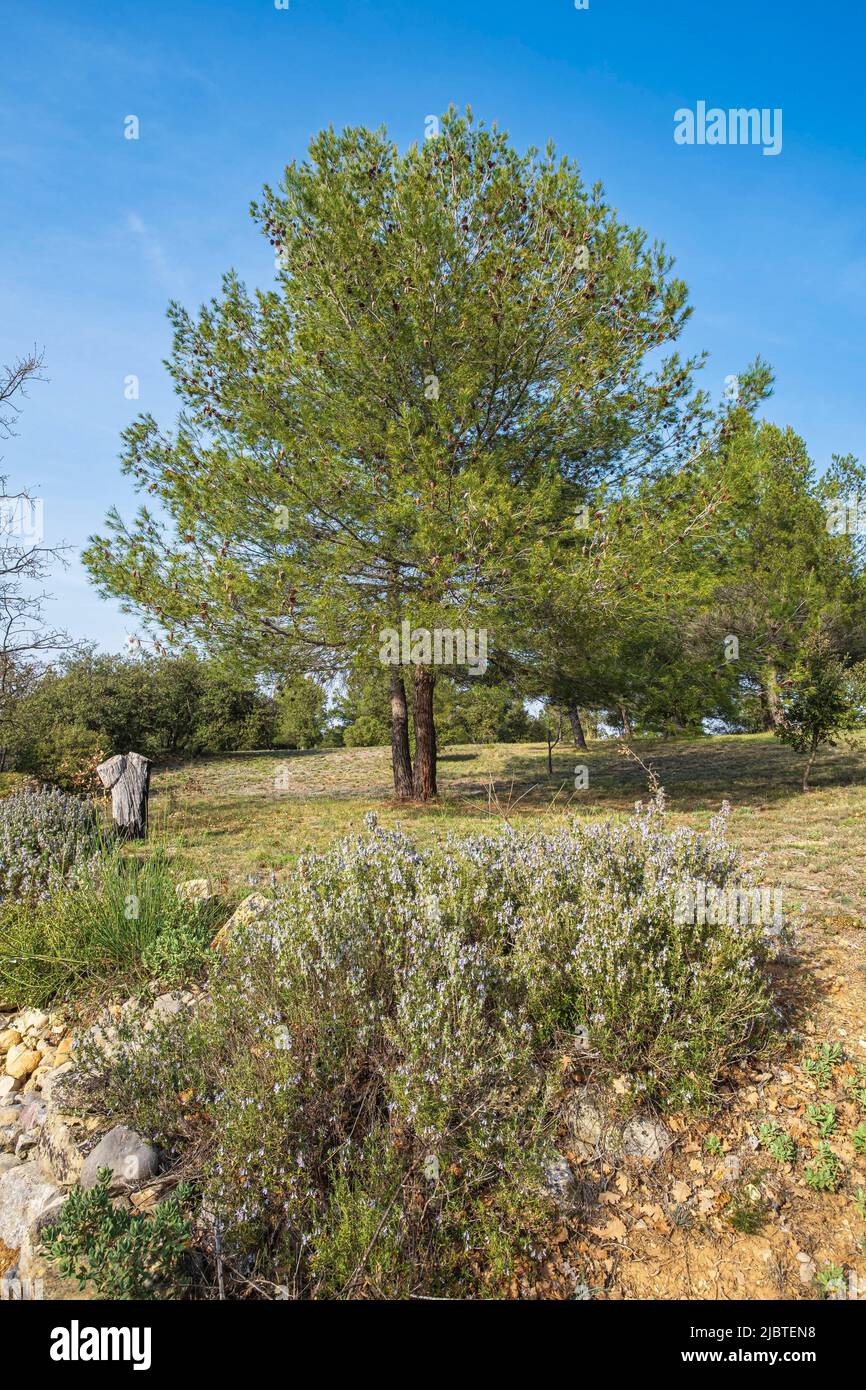 Frankreich, Vaucluse, regionaler Naturpark Luberon, Grambois, blühender Rosmarin Stockfoto