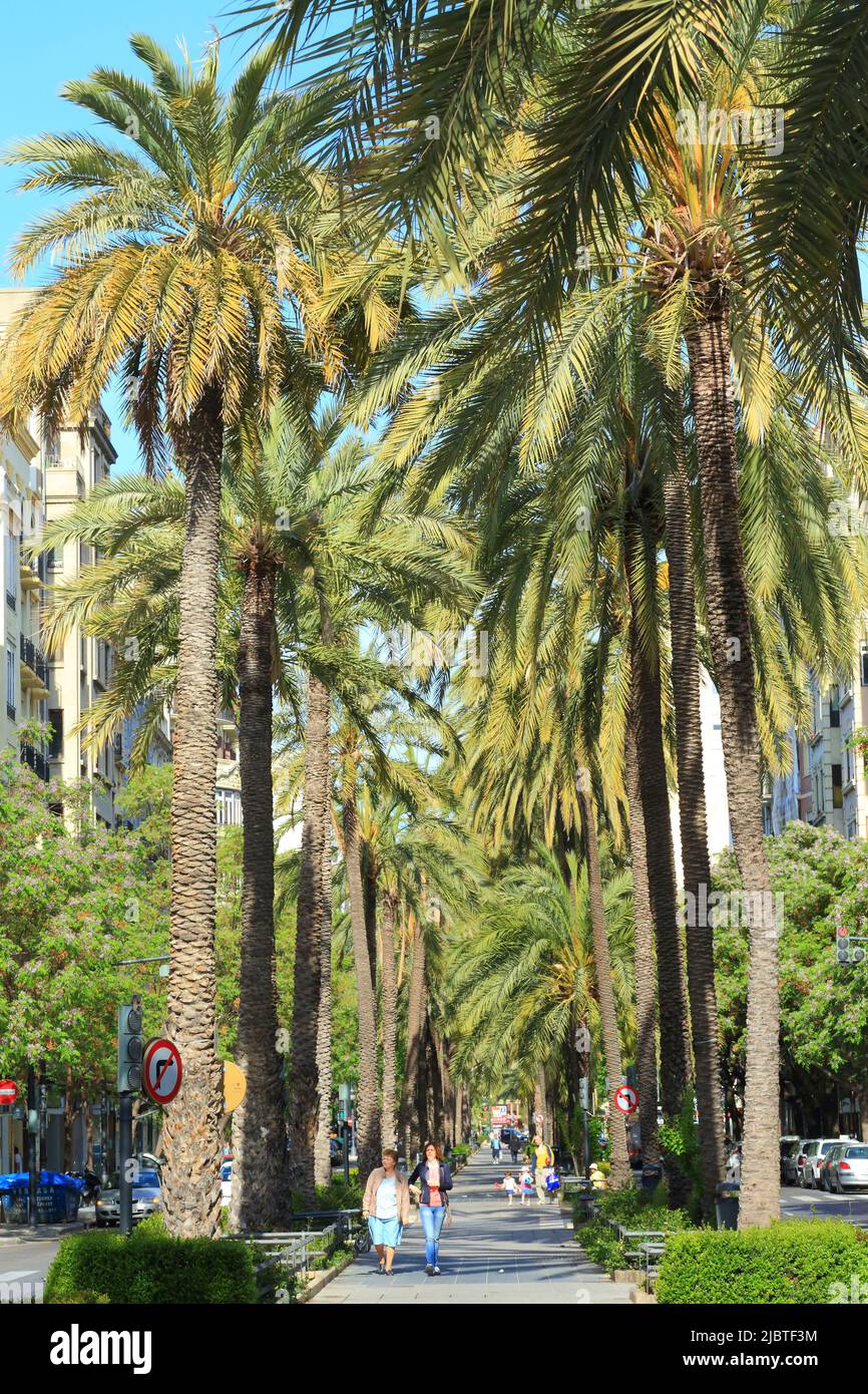 Spanien, Valencia, Ruzafa, Avenida Regne de Valencia, zentrale Allee mit Palmen Stockfoto