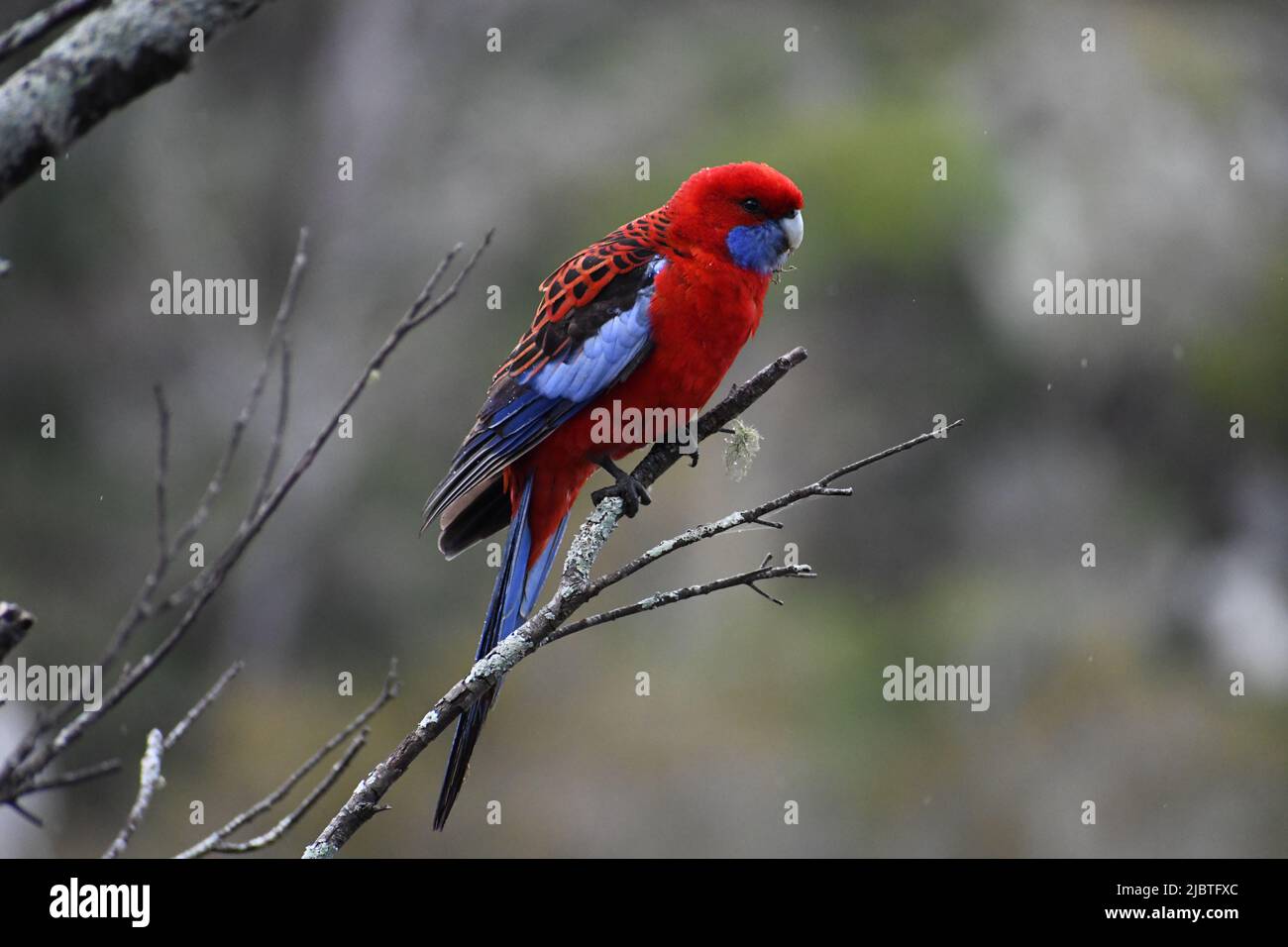 Purpurrote Rosella, die nach dem Hagelsturm in Armidale, Australien, wunderschön auf einem Baum ausgetrocknet ist Stockfoto