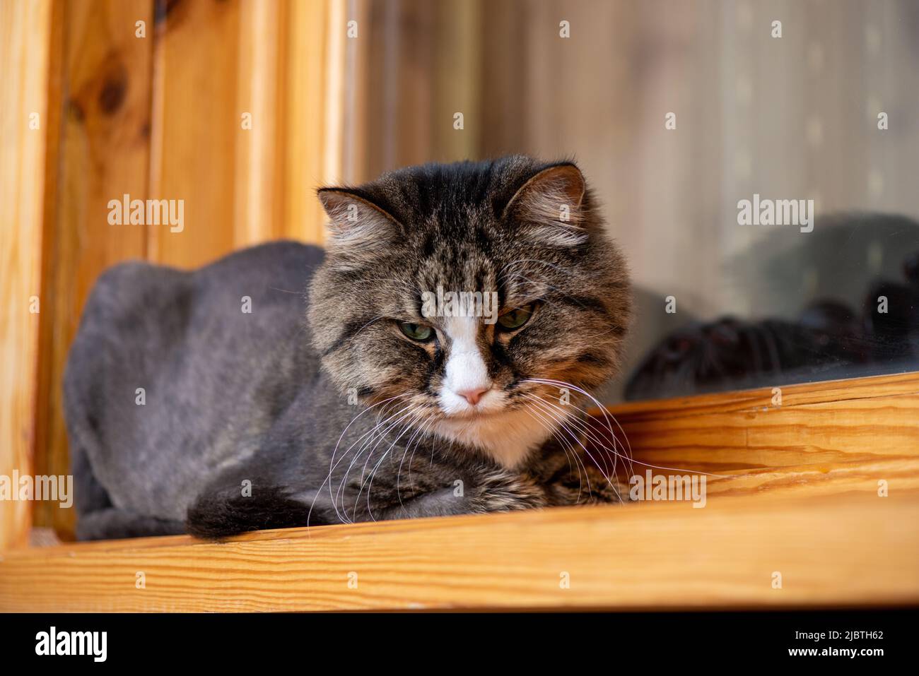 Home professionell getrimmte Katze liegt auf einer hölzernen Fensterbank Stockfoto