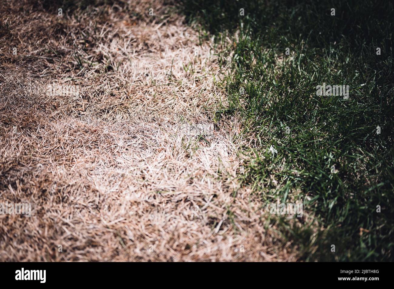 Sichtbare Unterscheidung zwischen gesundem Rasen und chemisch verbranntem Gras. Stockfoto