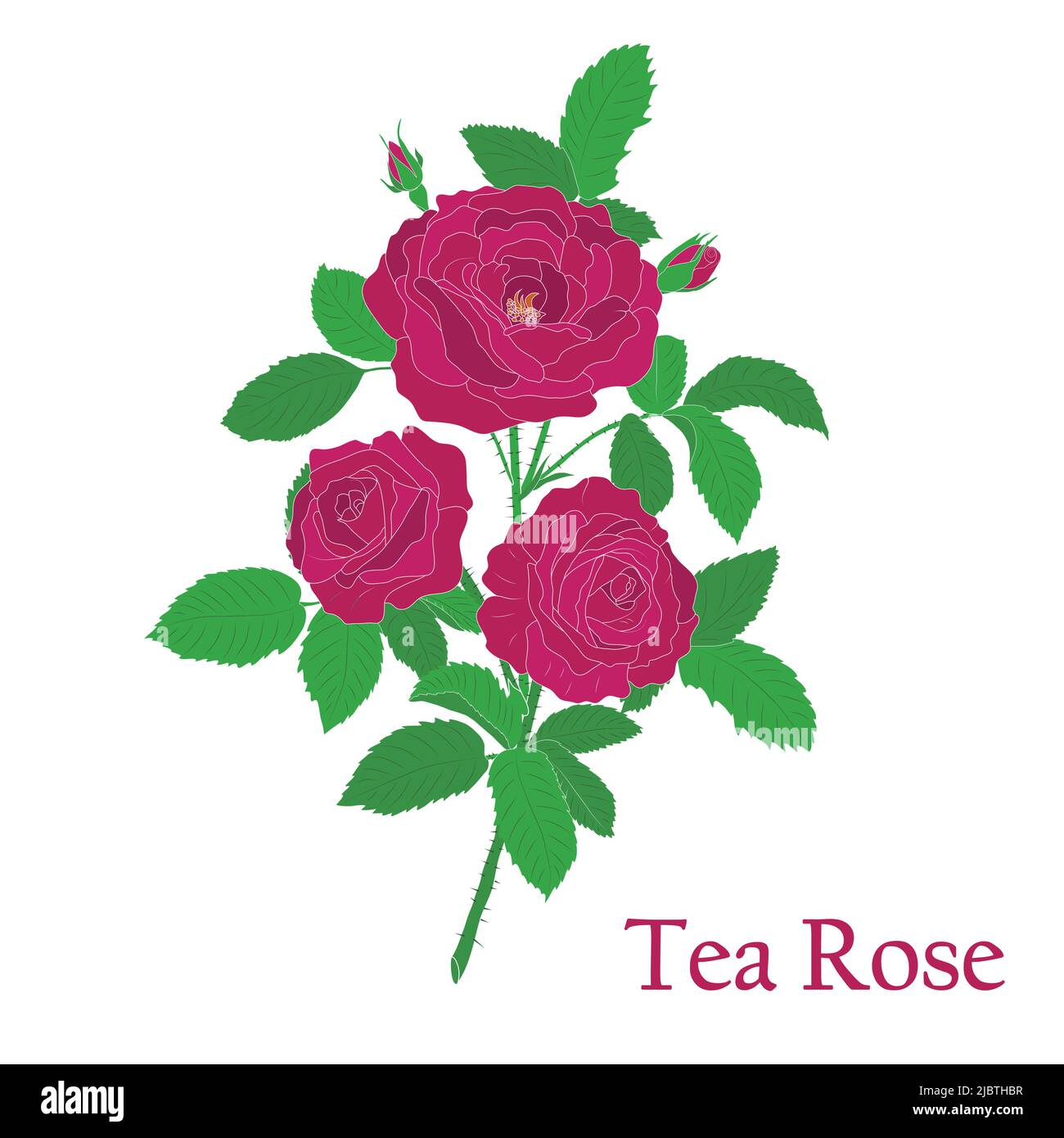 Teerose. Illustration einer Pflanze in einem Vektor mit Blumen für die Verwendung bei der Dekoration, Herstellung von Blumensträußen, Kochen von Heil-und Kräutertee. Stock Vektor