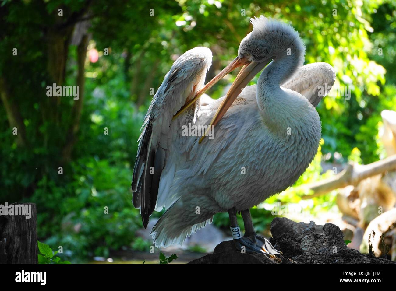 Großer Vogel, der sich selbst reinigt Stockfoto