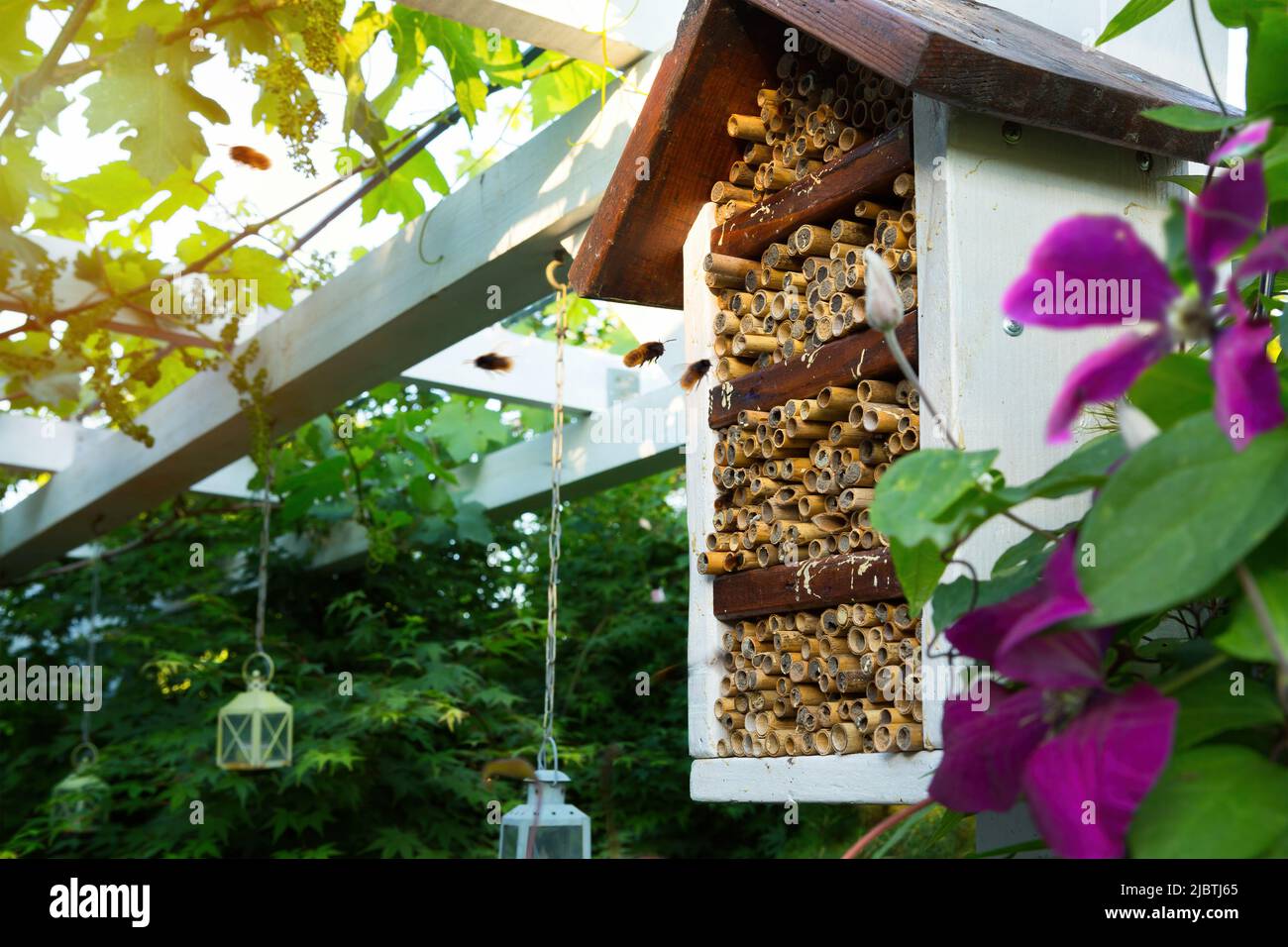 osmia Bienenhaus im Garten Stockfoto