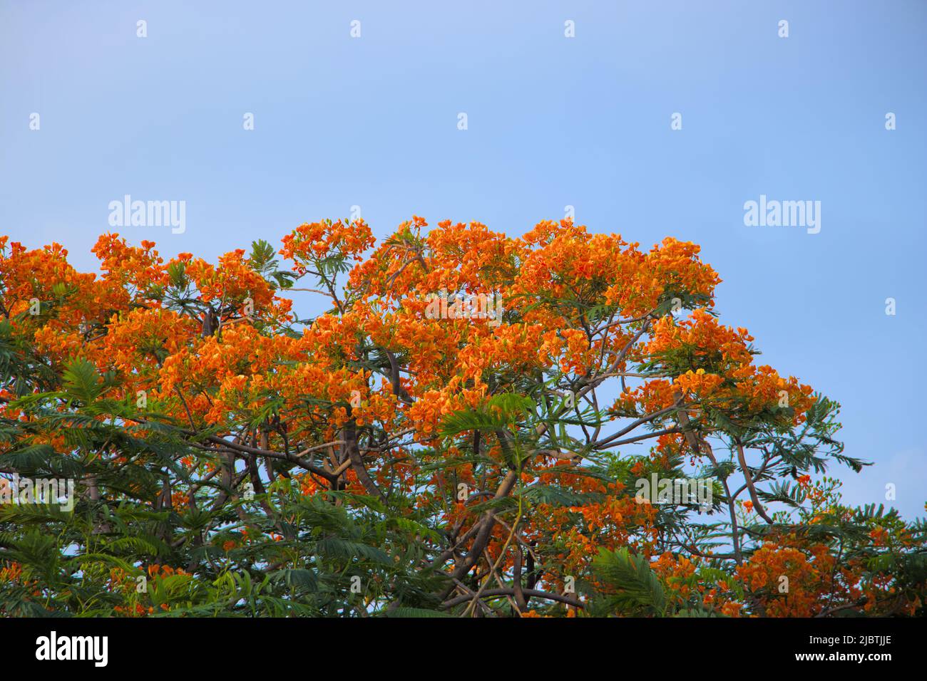 Flame Tree oder Krishnachura oder Gulmohar. Große rote Blumenpflanze. Stockfoto