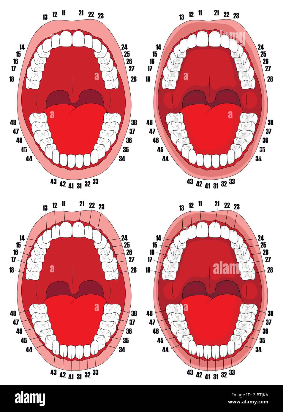 Zähne. Mundhöhle. Vektordarstellung der Mundhöhle mit nummerierten Zähnen für Zahnkliniken, Poster, Broschüren. Stock Vektor