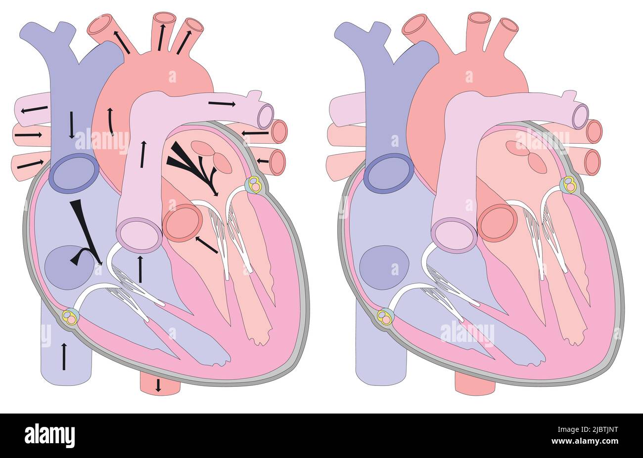 Anatomische Zeichnung des Herzens in einem Abschnitt. Hintergrund für medizinische Untersuchungen, Broschüren, Broschüren, Flyer. Visuelle Hilfe für die Untersuchung der menschlichen Anatomie. Stock Vektor