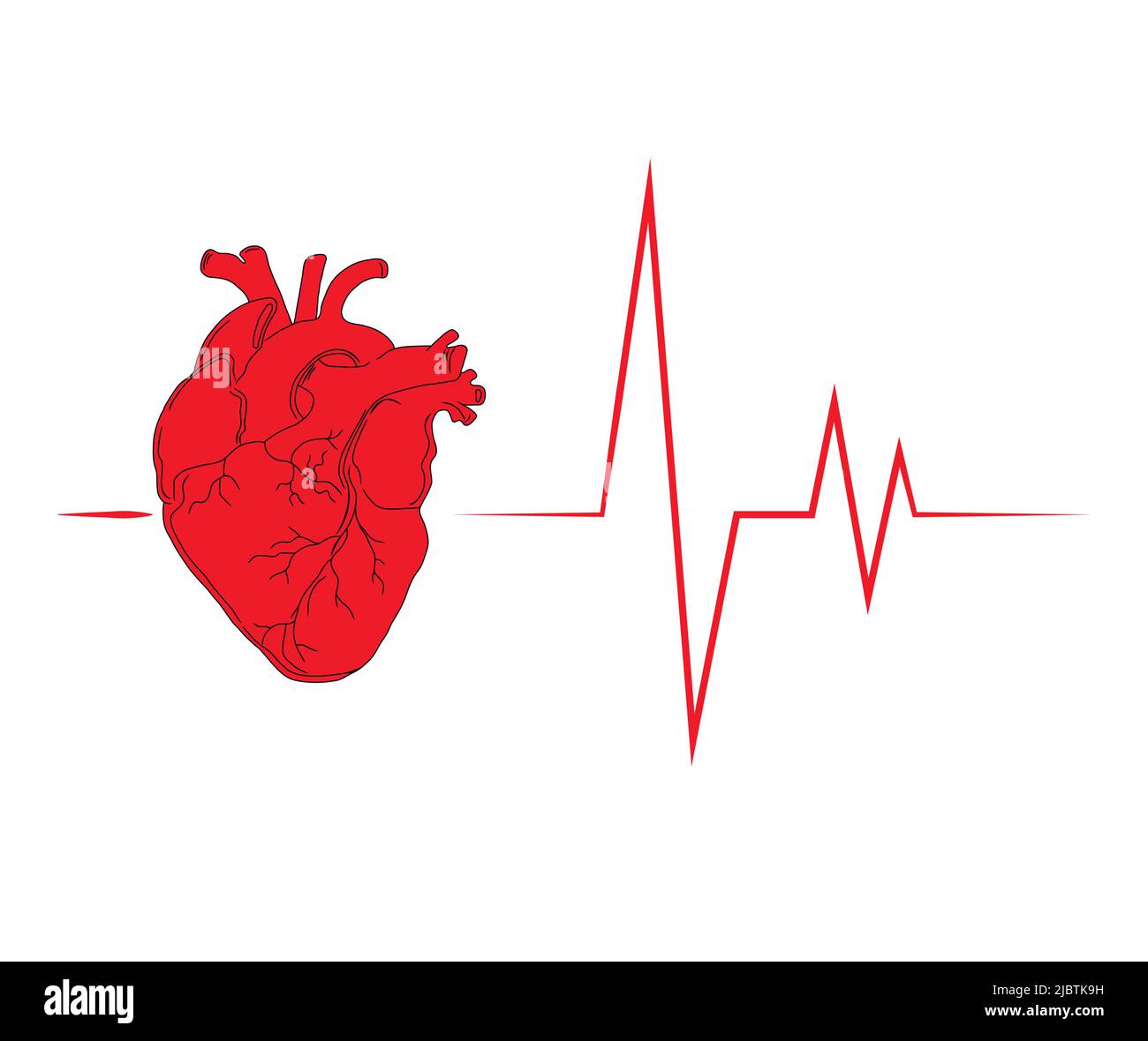 Rotes anatomisches Herz mit einem Kardiogramm. Herzsymbol für medizinische Einrichtungen. Abstrakter Hintergrund, der ein gesundes Herz, Leben, Herzmedizin darstellt. Stock Vektor