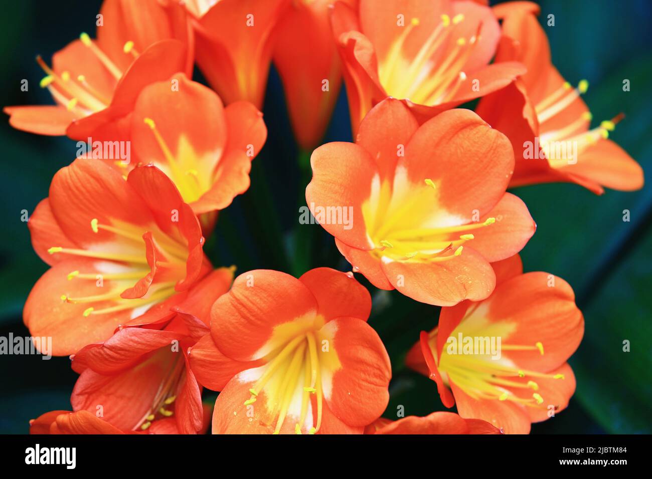 Bunte Feuerlilie (Clivia, Seerose, Buschlilie, Flammenlilie, Rote Buschlilie, Boslelie) blüht im Garten Stockfoto