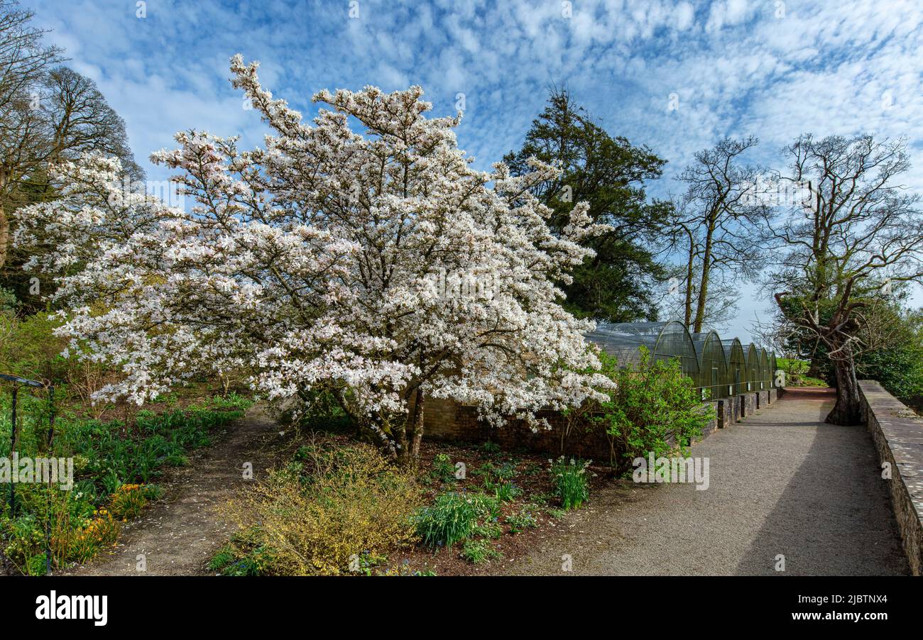 Magnolia x loebneri 'Merrill' in der Nähe der Volieren in den Aberglasney Gardens Stockfoto