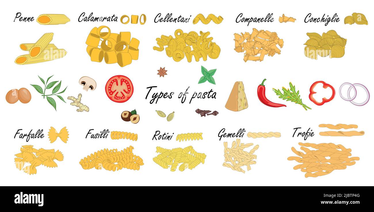 Arten von Pasta. Kurze Nudeldifferenz, Beispiel mit Zutaten. Stock Vektor