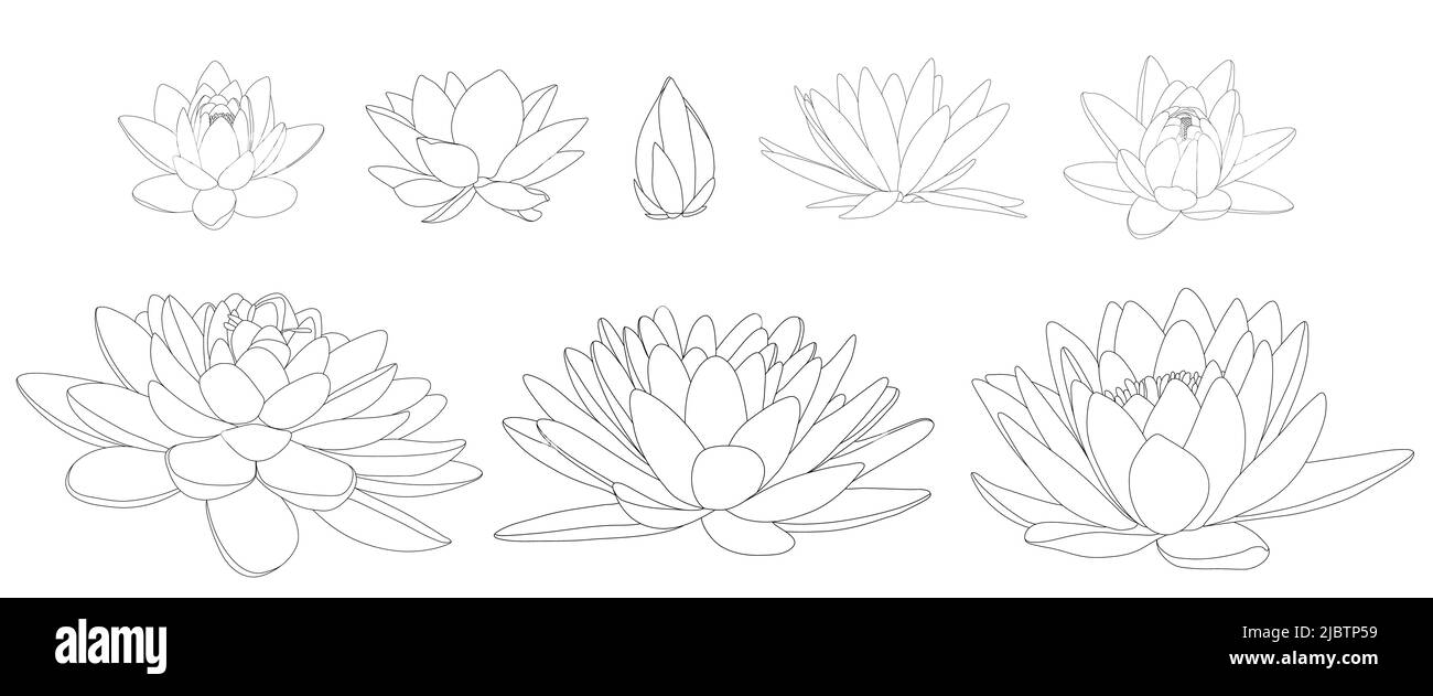 Lotusblumen in verschiedenen Blüten und Formen. Schwarz-weiße Darstellung verschiedener Arten von Seerosen. Stock Vektor