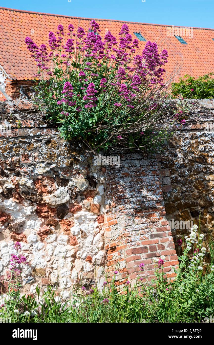 Roter Baldrian, Centranthus ruber, wächst aus einer Mauer in Norfolk. Stockfoto