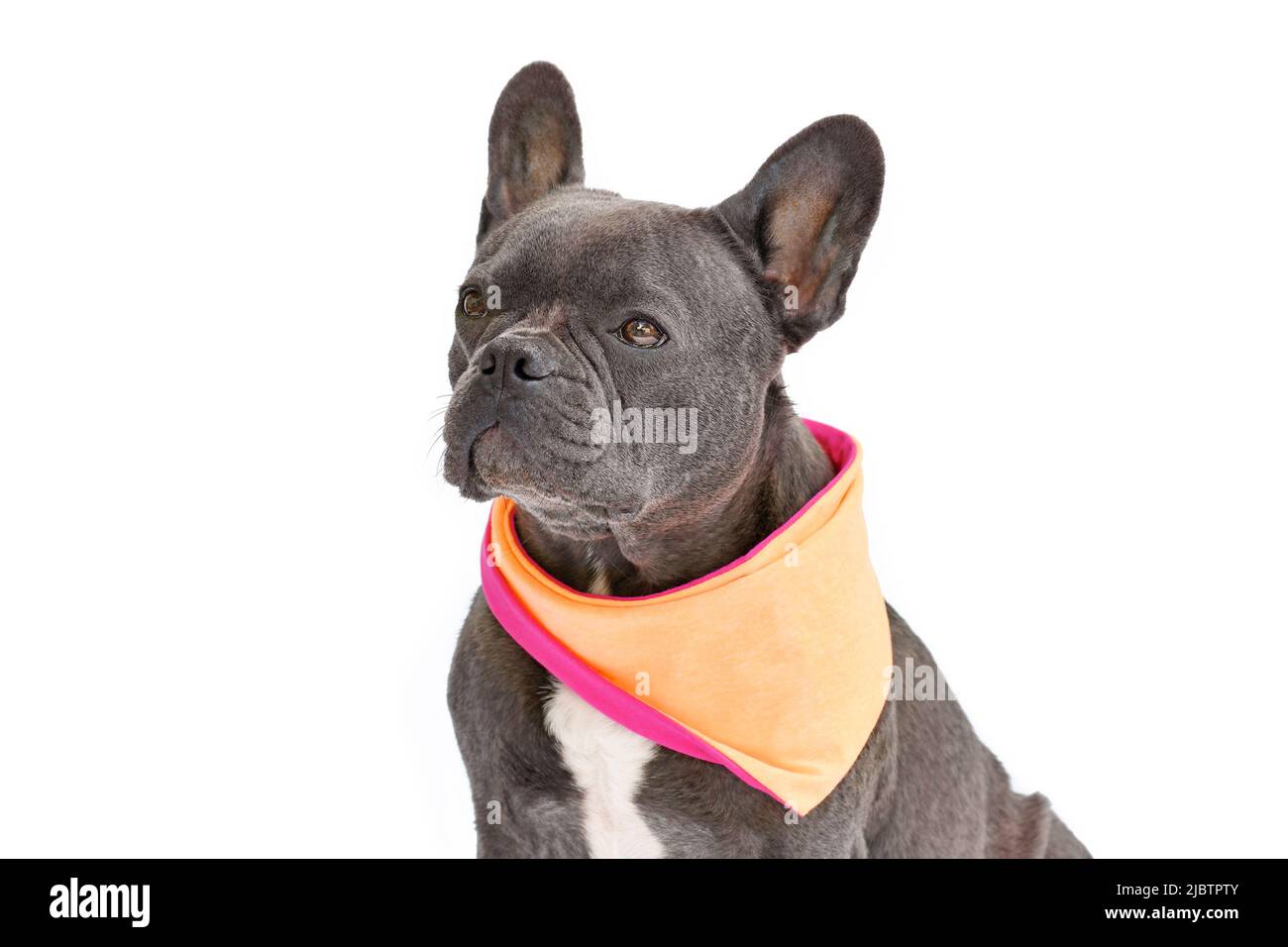Französische Bulldogge mit orangefarbenem Nackentuch auf weißem Hintergrund Stockfoto