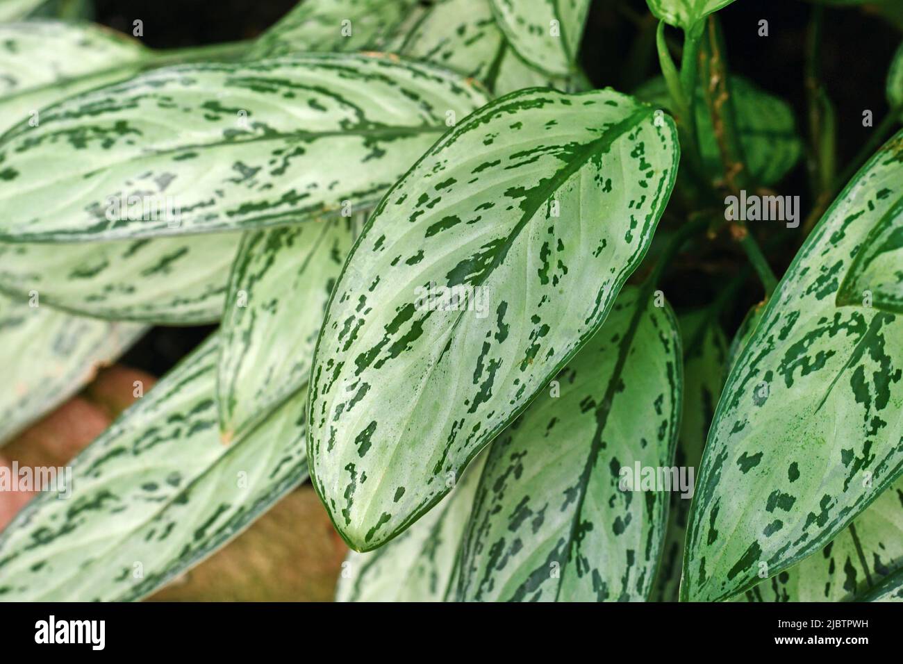 Blatt der tropischen Pflanze 'Aglaonema Commutatum Silver Queen' mit schönen Silbermarkierungen Stockfoto