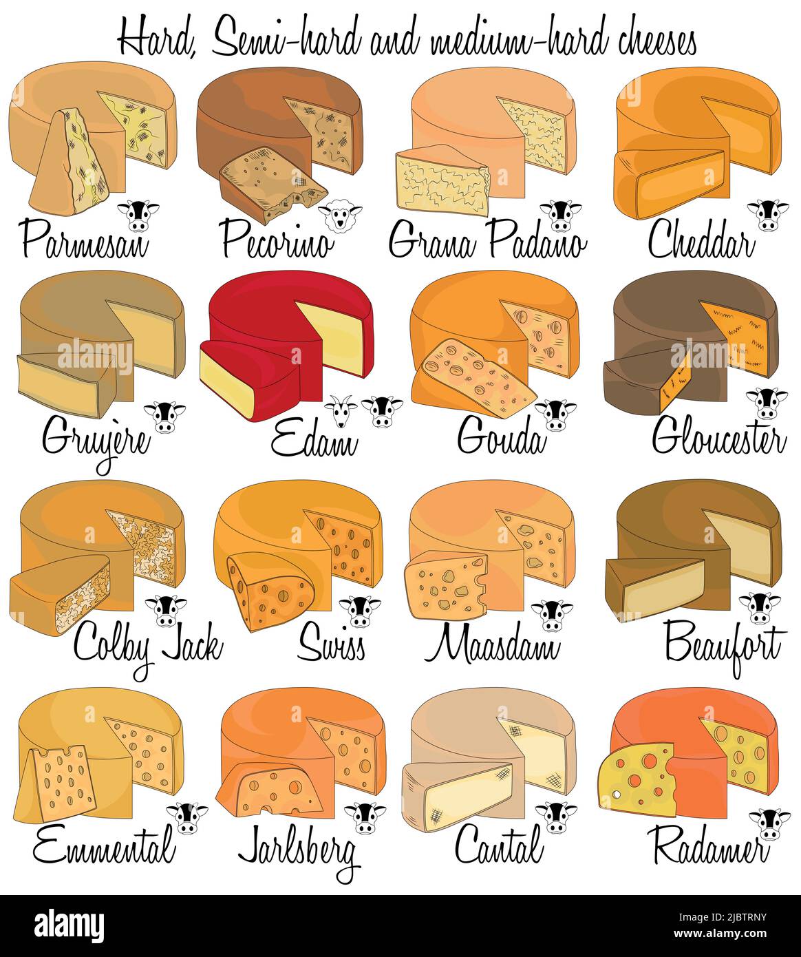 Harter, halbharter und mittelharter Käse. Farbe handgezeichnete Käsesorten mit Eigenschaften jeder Art. Stock Vektor