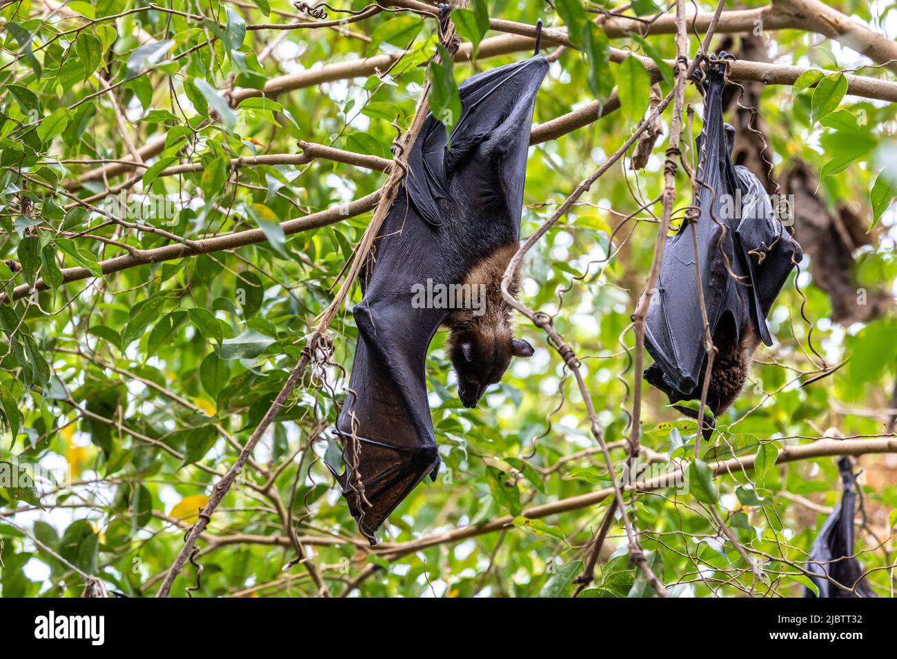 Strohbärte Fruchtbat - Eidolon helvum, schönes kleines Säugetier aus afrikanischen Wäldern und Wäldern, Bwindi, Uganda. Stockfoto