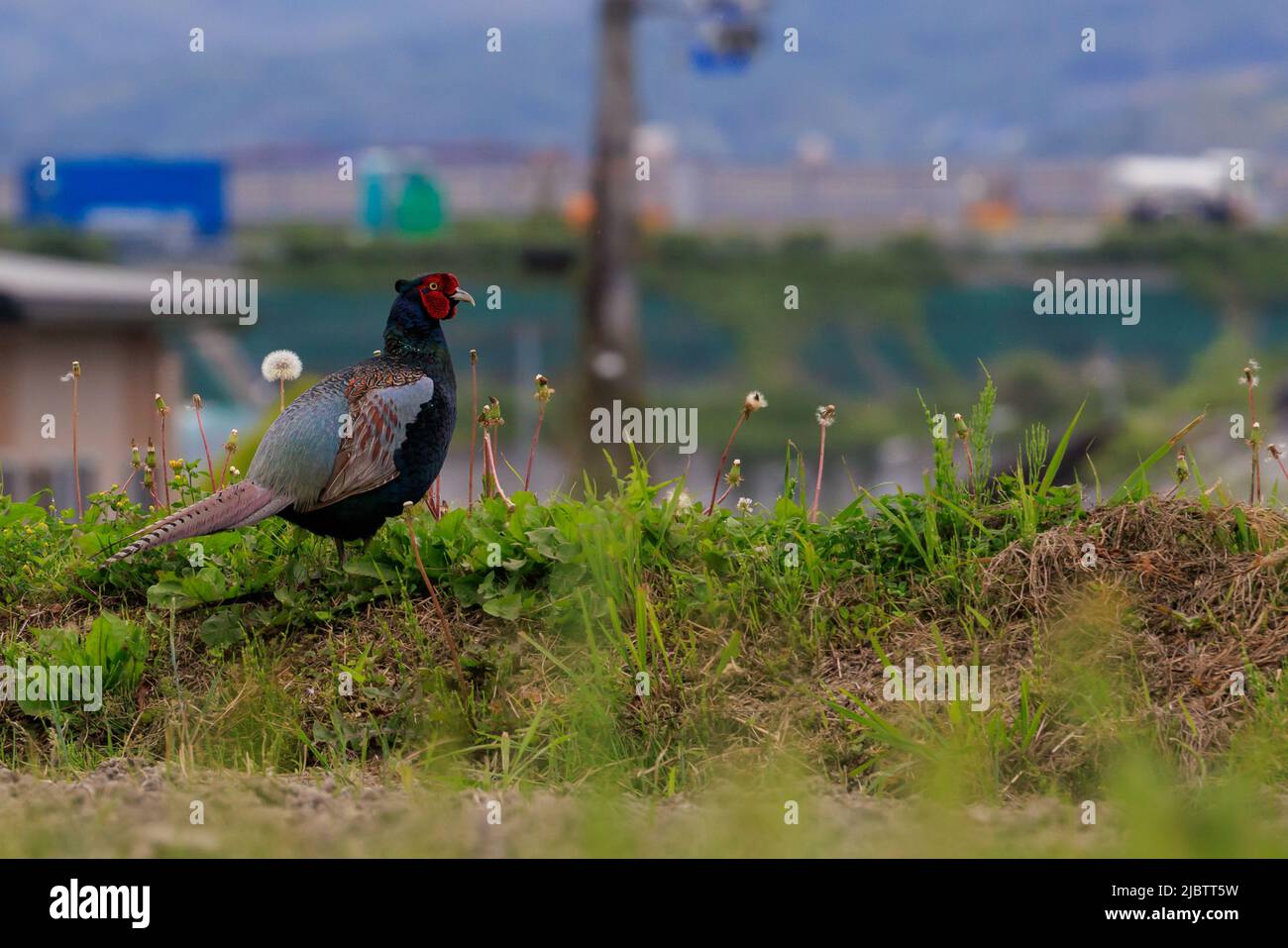 Grüner Feldfasant, der Nationalvogel Japans, auf einem grasbewachsenen Hügel mit Blick auf die vorstädtische Zersiedelung Stockfoto