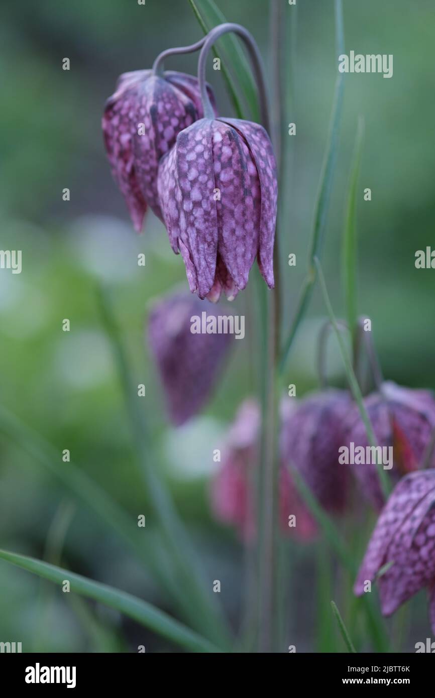 Schlangenkopf Fritillary Plant aus der Nähe, mit grüner Natur entkokend Hintergrund. Karierte glockenförmige Blume im Park Stockfoto