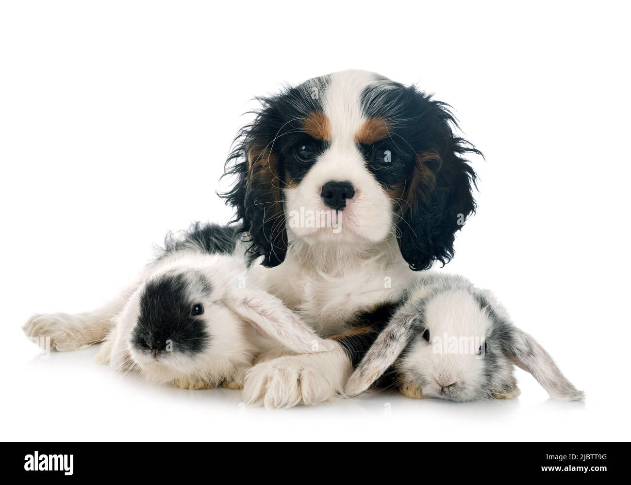 Mini-Lops und Hund vor weißem Hintergrund Stockfoto