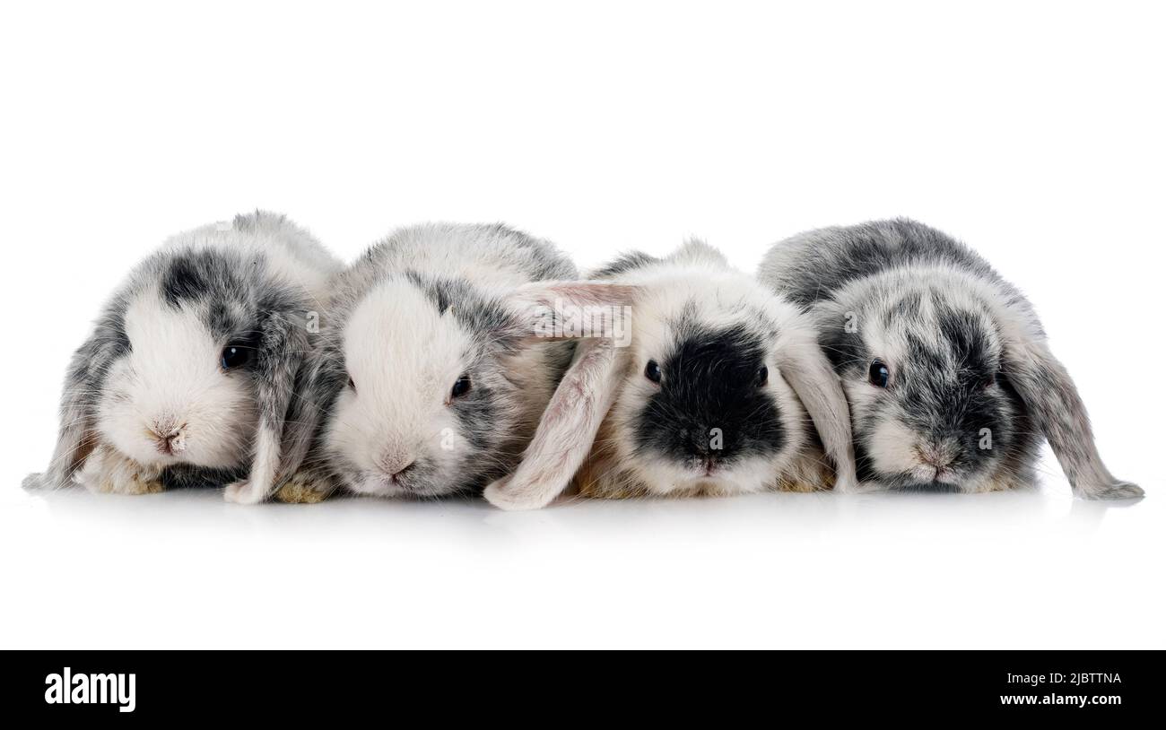 Mini-Lops vor weißem Hintergrund Stockfoto