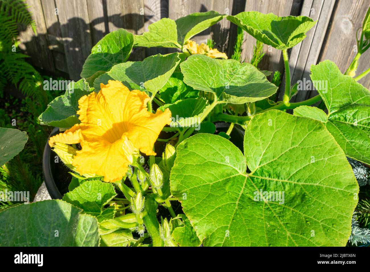 Kürbispflanze mit großer gelber Blüte im Sonnenschein Stockfoto