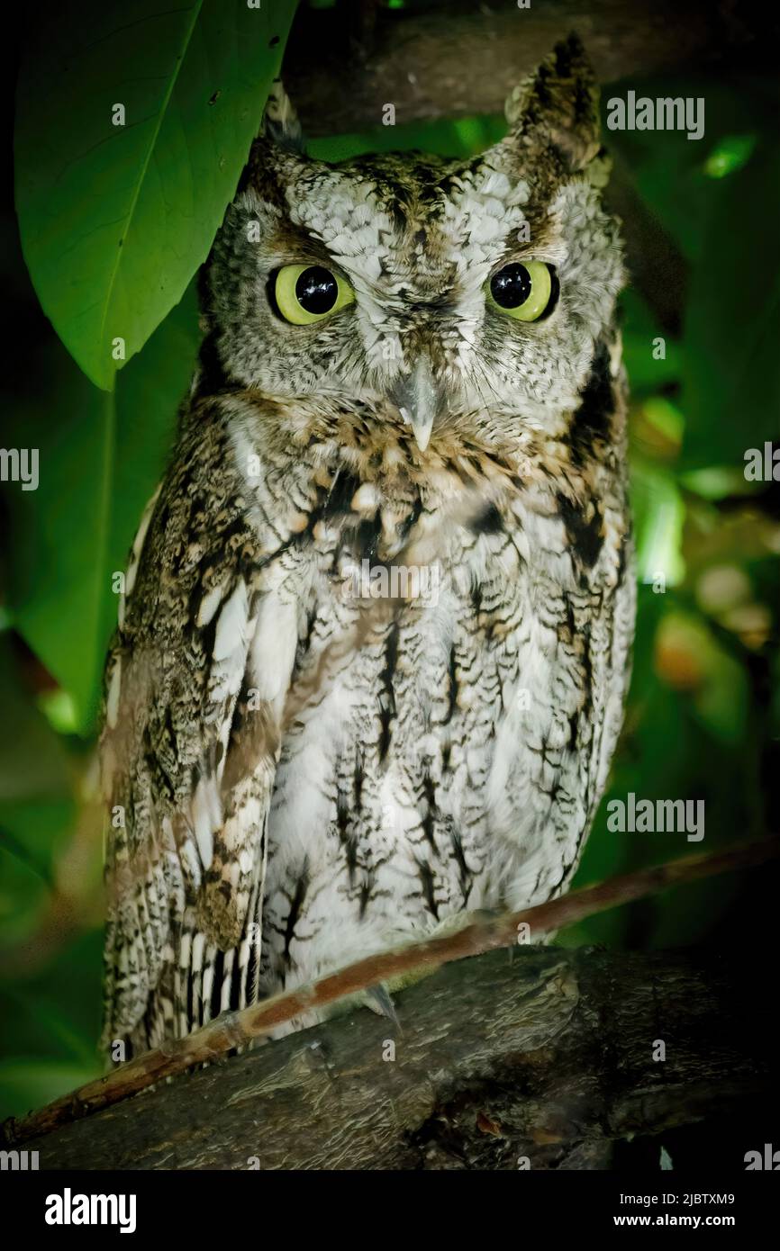 Jungtiere Küstensaue auf einem Baum. Menlo Park, San Mateo County, Kalifornien, USA. Stockfoto