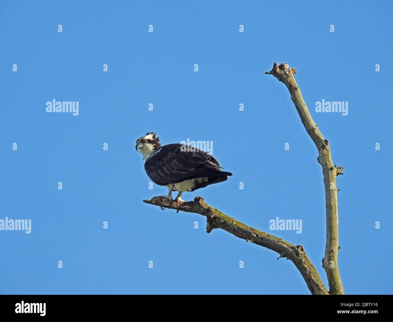 Der wachsame Fischadler, der auf einem kargen Ast thront, beobachtet sein Nest aus der Ferne -03 Stockfoto