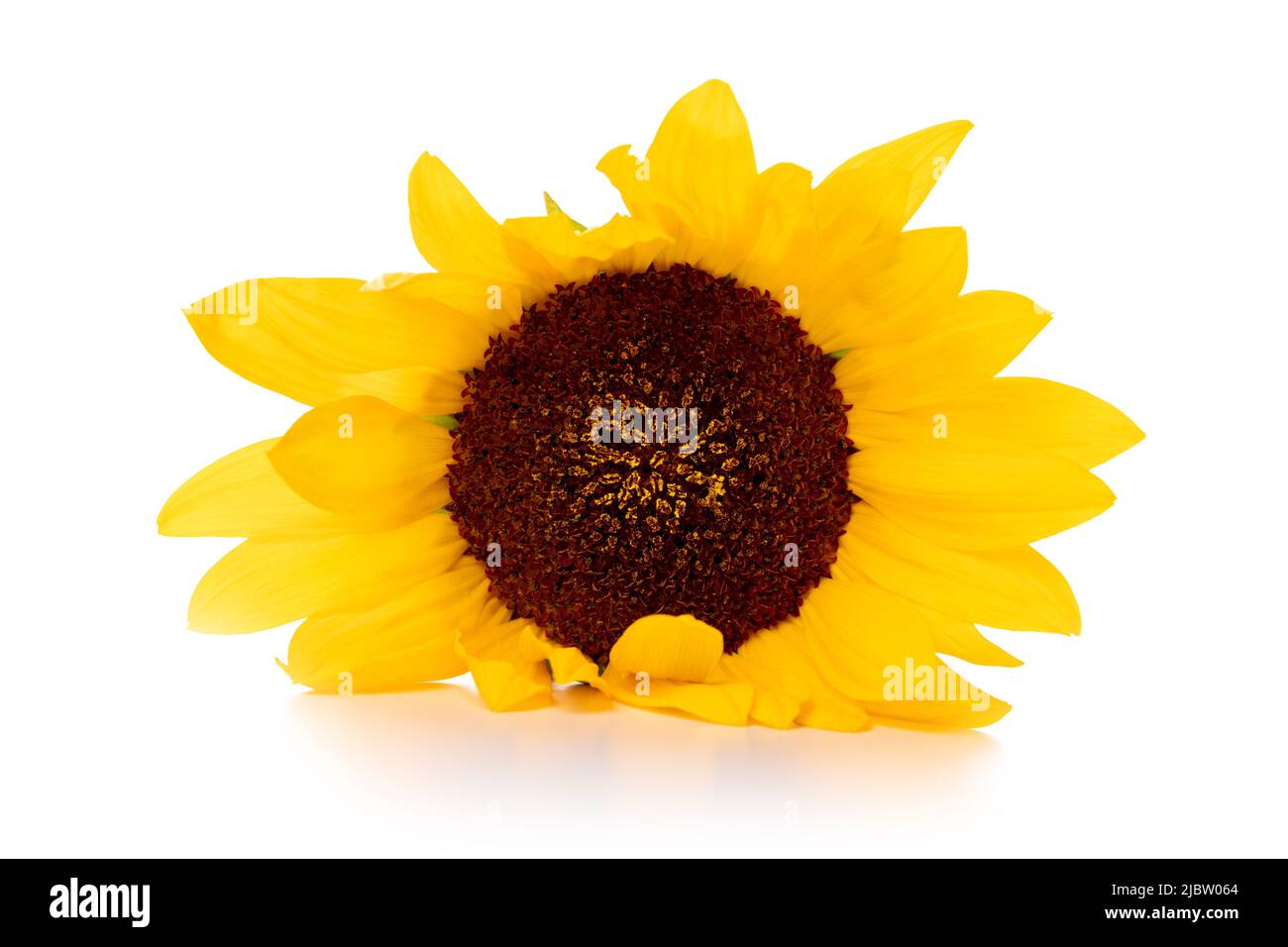 Eine gelbe Sonnenblume isoliert auf weißem Hintergrund Stockfoto