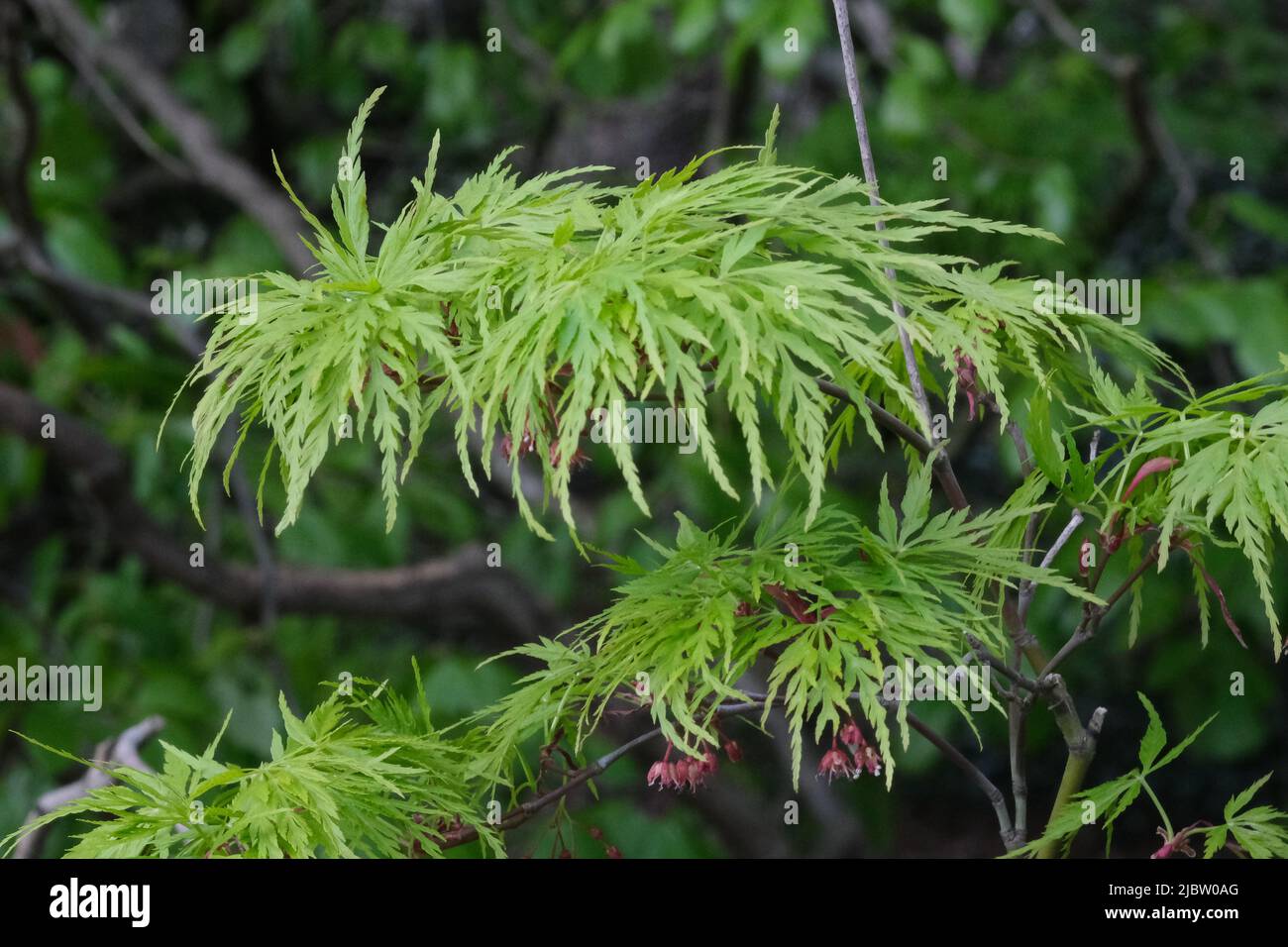 Acer dissectum Pflanze, japanischer Ahorn viridis grüne Blätter aus der Nähe, selektiver Fokus Stockfoto