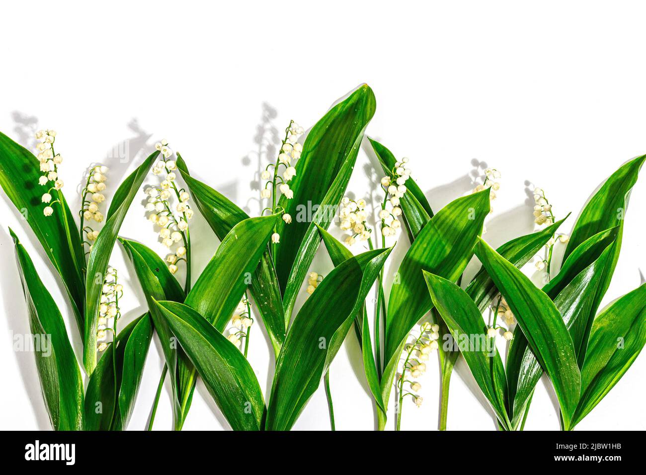 Lily Valley blüht mit grünen Blättern isoliert auf weißem Hintergrund. Naturobjekt für die Gestaltung von festlichen Grußkarten zum Muttertag oder anderen Stockfoto