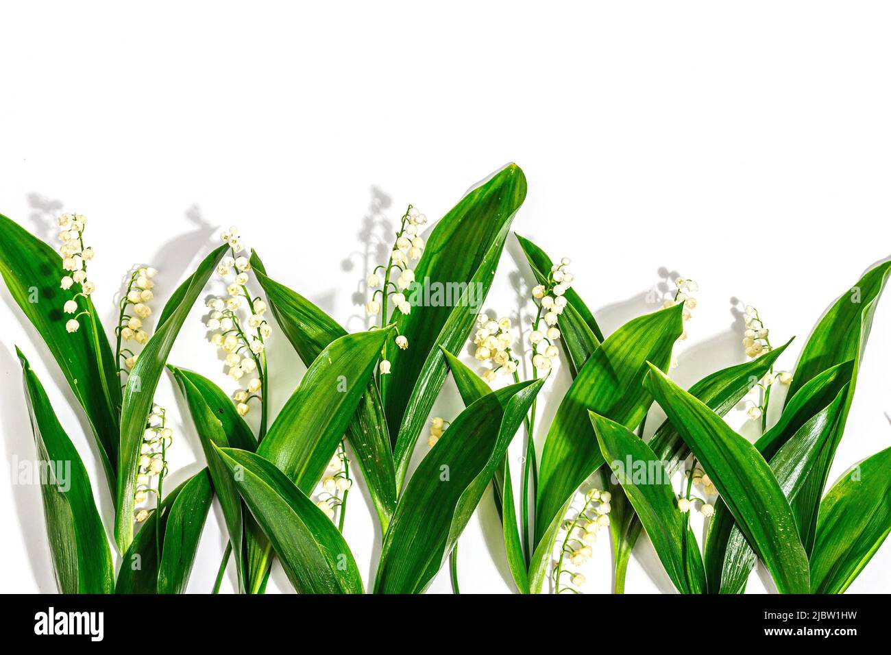 Lily Valley blüht mit grünen Blättern isoliert auf weißem Hintergrund. Naturobjekt für die Gestaltung von festlichen Grußkarten zum Muttertag oder anderen Stockfoto