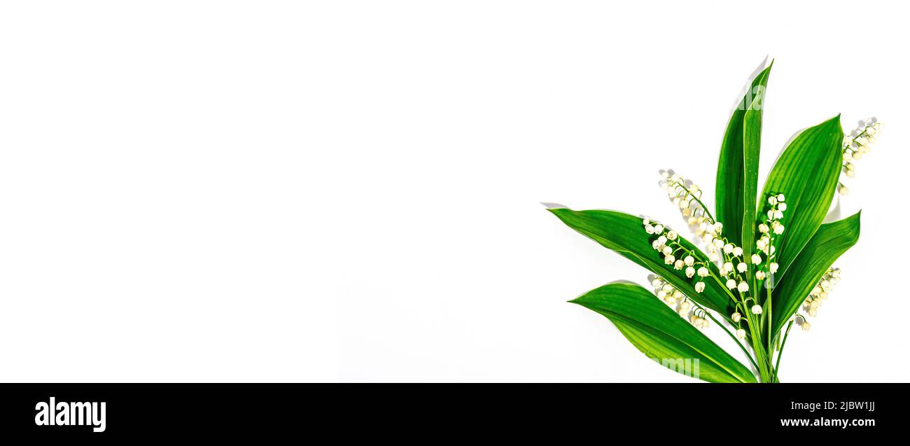 Lily Valley blüht mit grünen Blättern isoliert auf weißem Hintergrund. Naturobjekt für die Gestaltung von festlichen Grußkarten zum Muttertag oder anderen Stockfoto