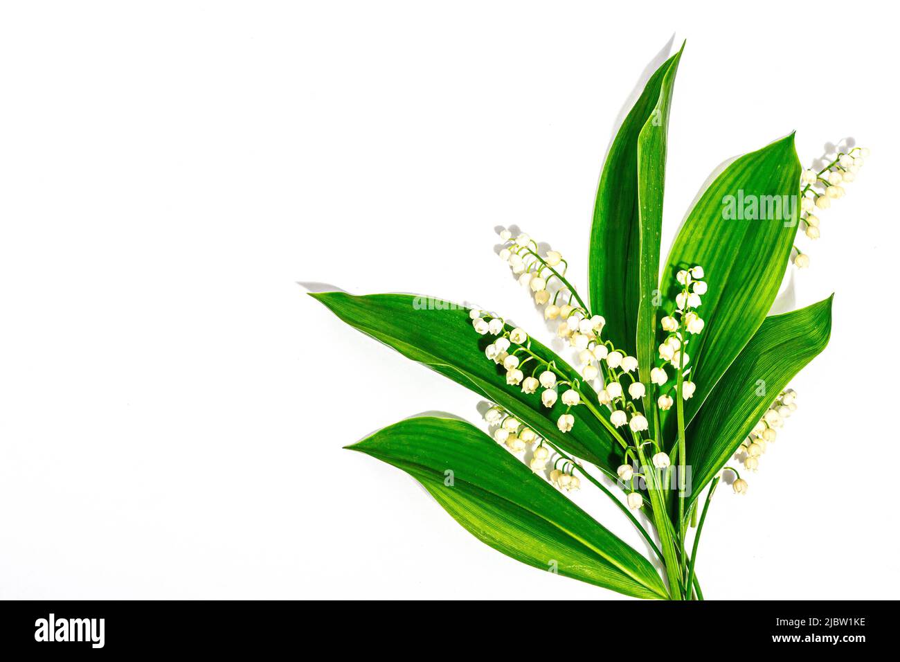 Lily Valley blüht mit grünen Blättern isoliert auf weißem Hintergrund. Naturobjekt für die Gestaltung von festlichen Grußkarten zum Muttertag oder anderen Stockfoto