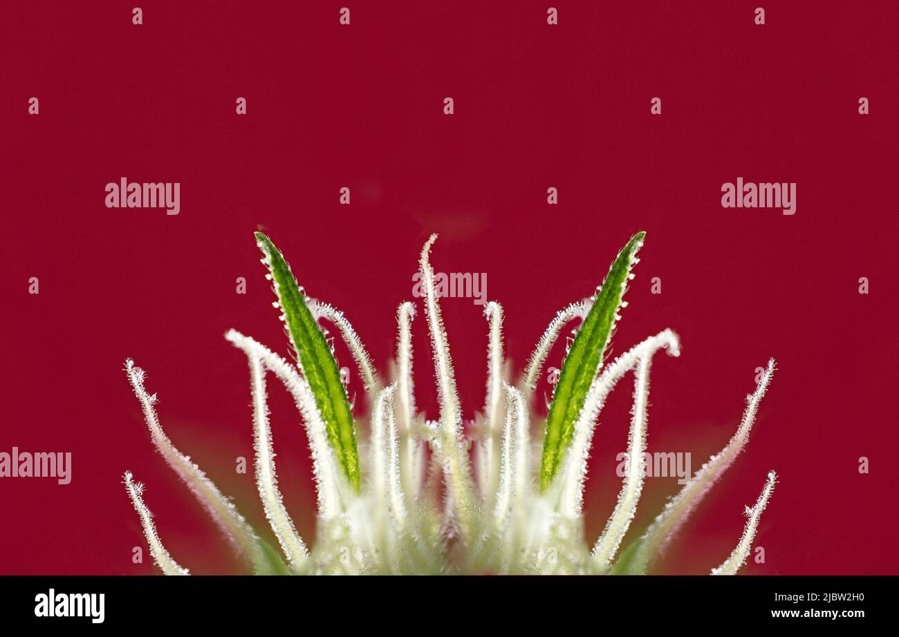 Makro, fantastische Marihuana-Blume mit schönen Statilen, rotem Hintergrund, Platz für Kopien. Stockfoto