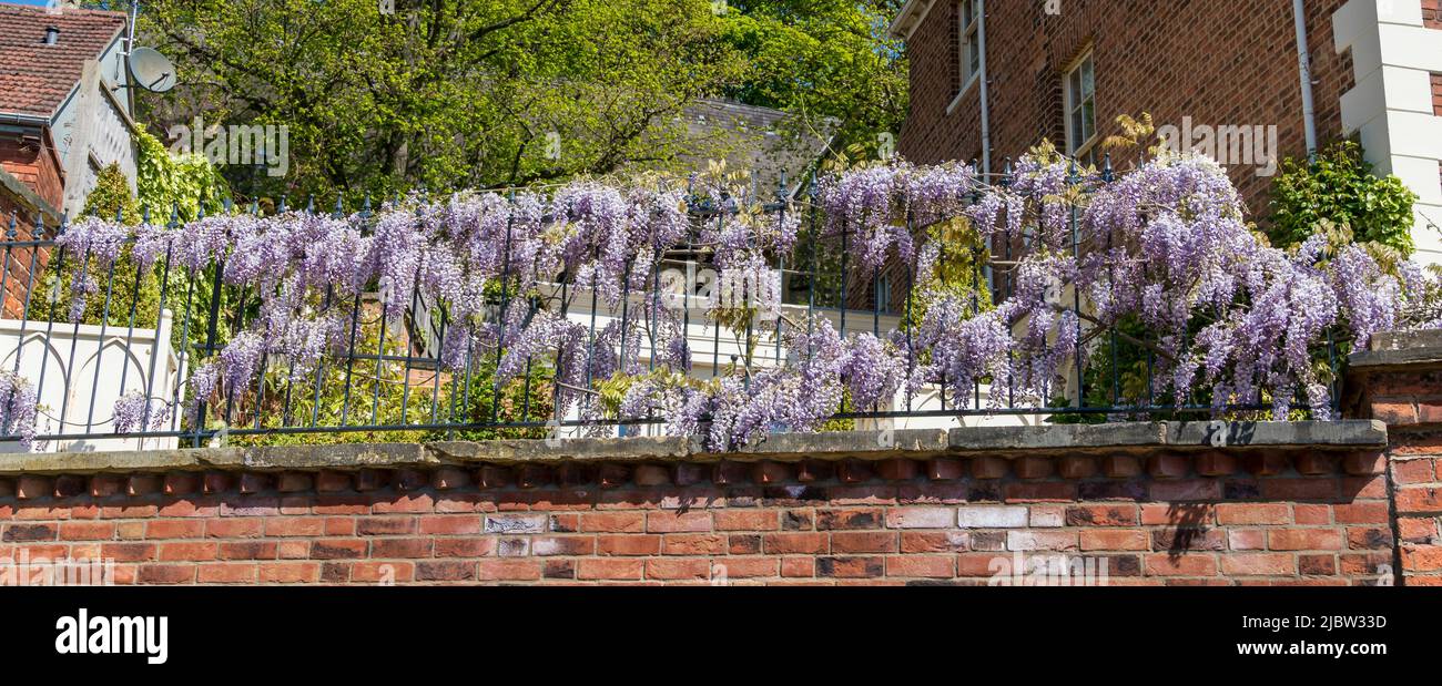 Glyzinienblüte hängt am Metallgeländer Danesgate Lincoln 2022 Stockfoto