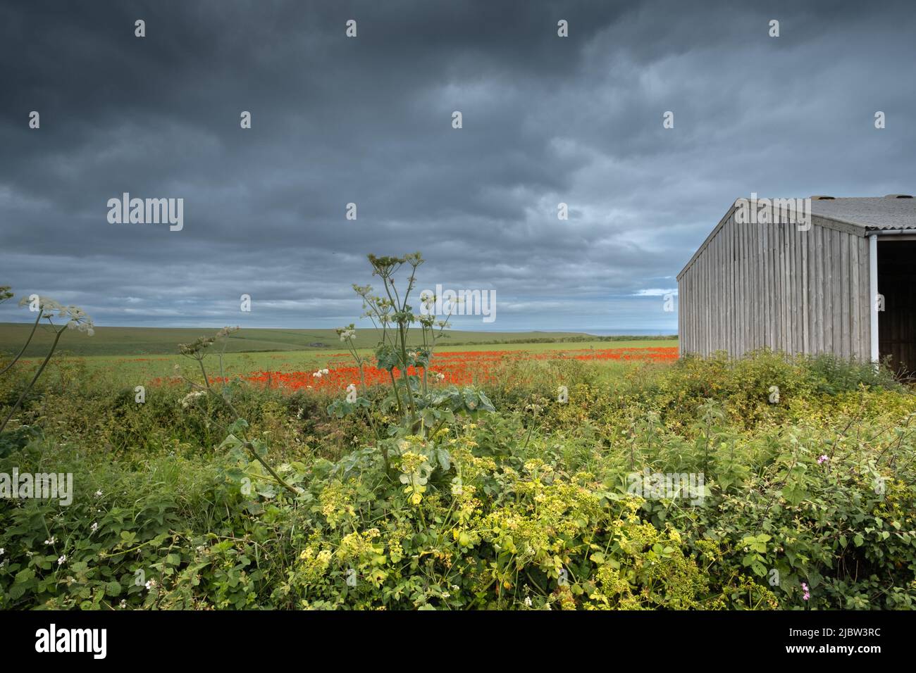 Plash von roten Mohnblumen in der grünen Landschaft bei West Pentire, über Polly Joke und Crantock, Cornwall. Der schwere Himmel über dem Himmel gibt ein bedrohliches Gefühl. Stockfoto