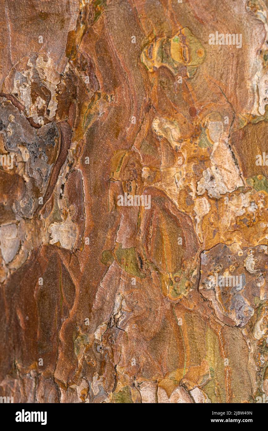 Rinde der japanischen Rotkiefer (Pinus densiflora ‘Umbraculifera’) Stockfoto
