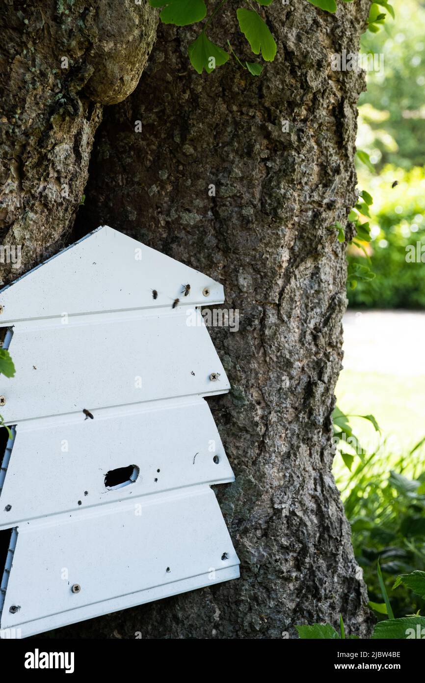 Bienenstock mit vielen Bienenaktivitäten fliegen in und aus, um Honig in den Obstgarten und Gärten von Trengwainton Gardens des National Trust zu schaffen. Stockfoto