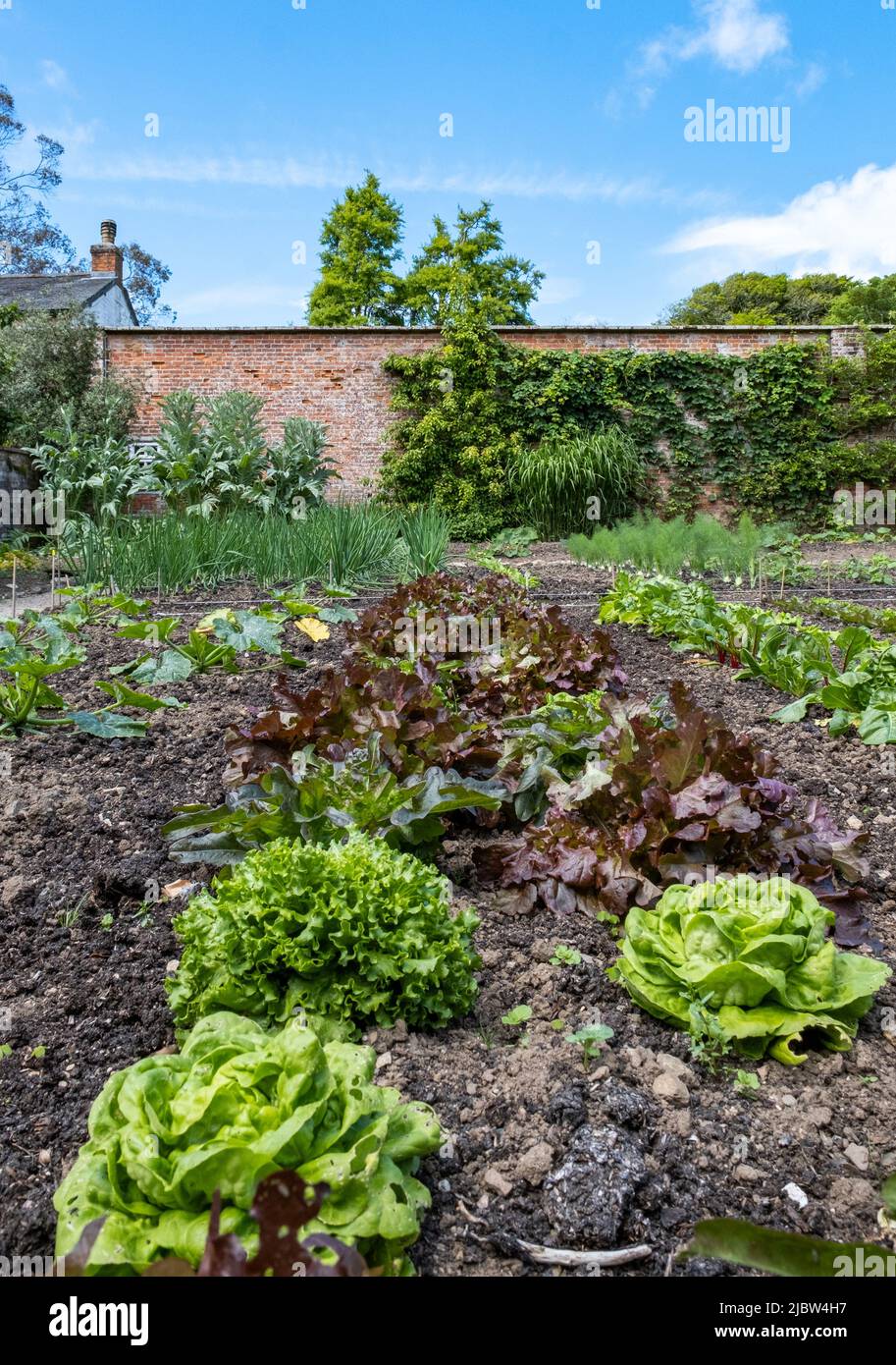 Schöner alter ummauerter Gemüsegarten, der im traditionellen Stil für frisches Gemüse und Obst im Trengwainton National Trust Garden, Cornwall, gepflanzt wurde. Stockfoto
