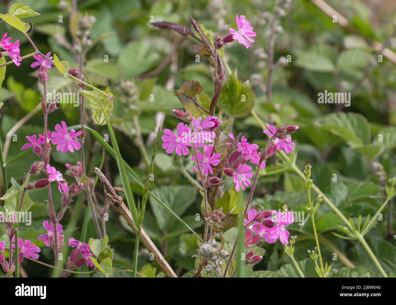 Red campion (Silene dioica) Suffolk, UK. Die Blüten der Red campion sind wichtig für Insekten, einschließlich Bienen, Schmetterlinge. Suffolk, Großbritannien Stockfoto