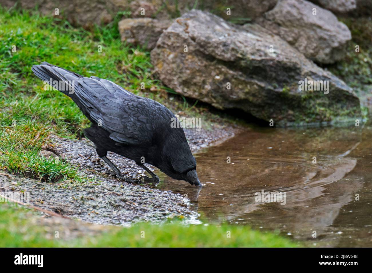 Aaskrähe (Corvus corone) Trinkwasser aus dem Teich Stockfoto