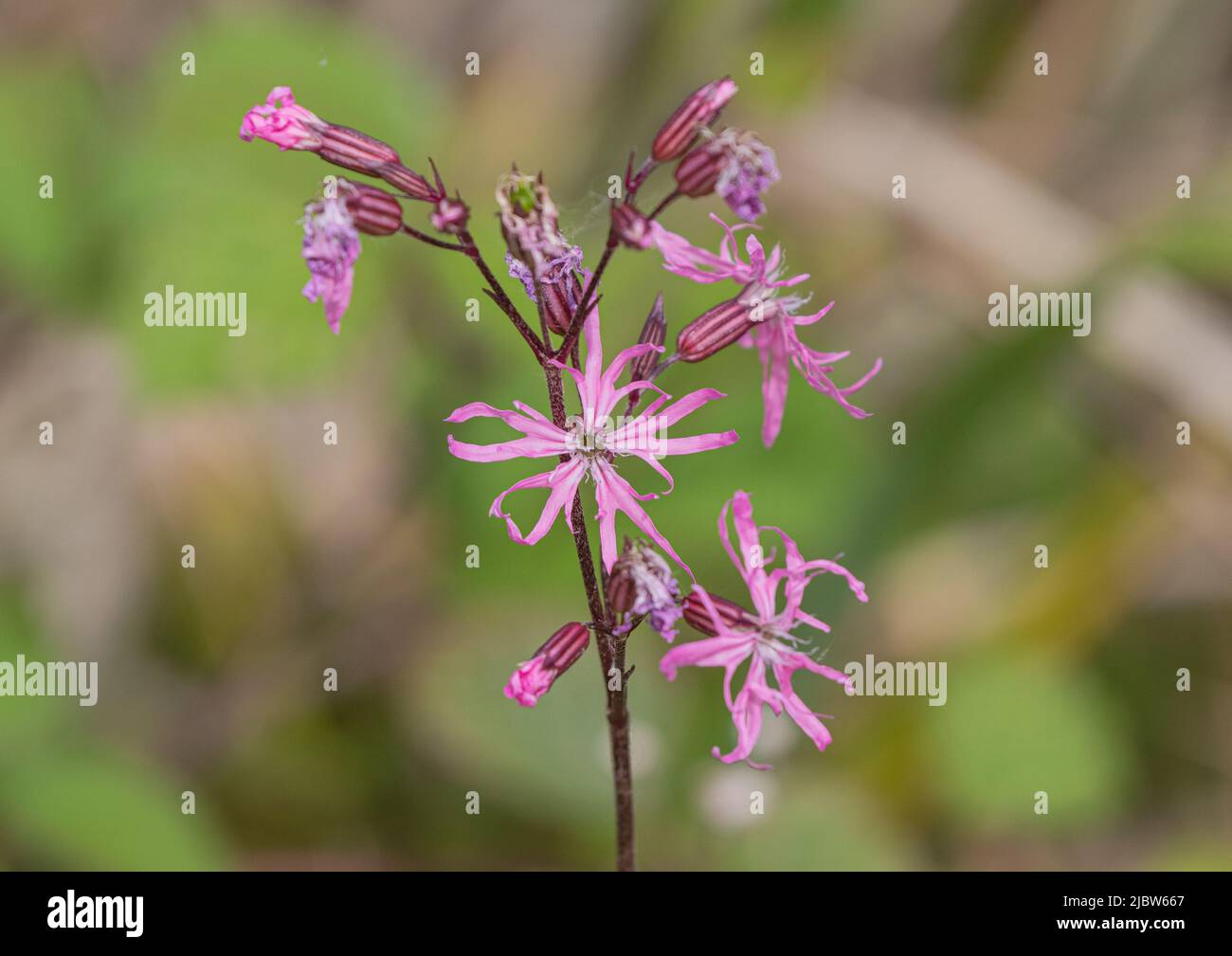 Eine Nahaufnahme der wunderschönen Feuchtgebietspflanze Ragged Robin (Lychnis flos-cuculi) Suffolk, Großbritannien. Stockfoto