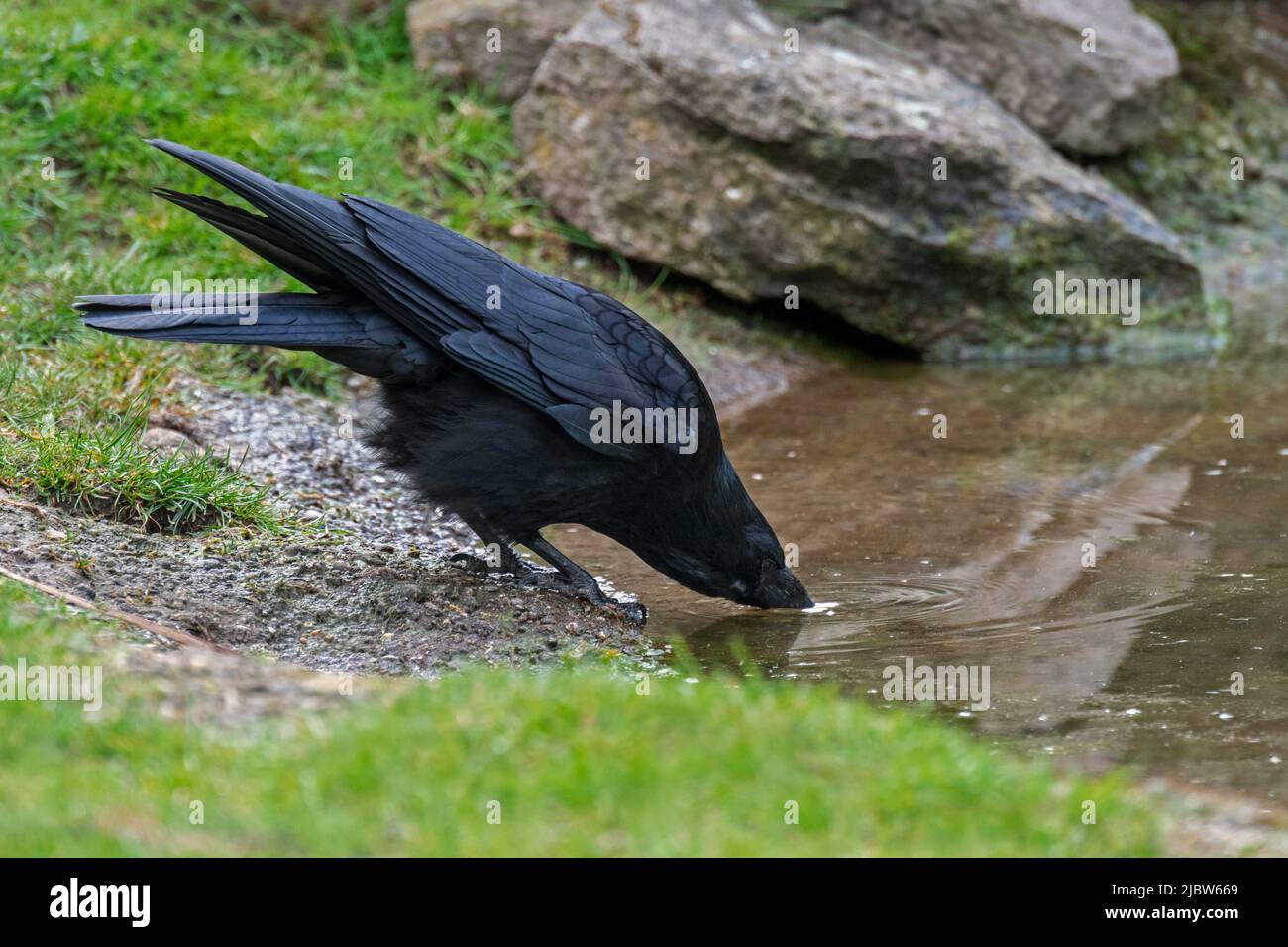 Aaskrähe (Corvus corone) Trinkwasser aus dem Teich Stockfoto