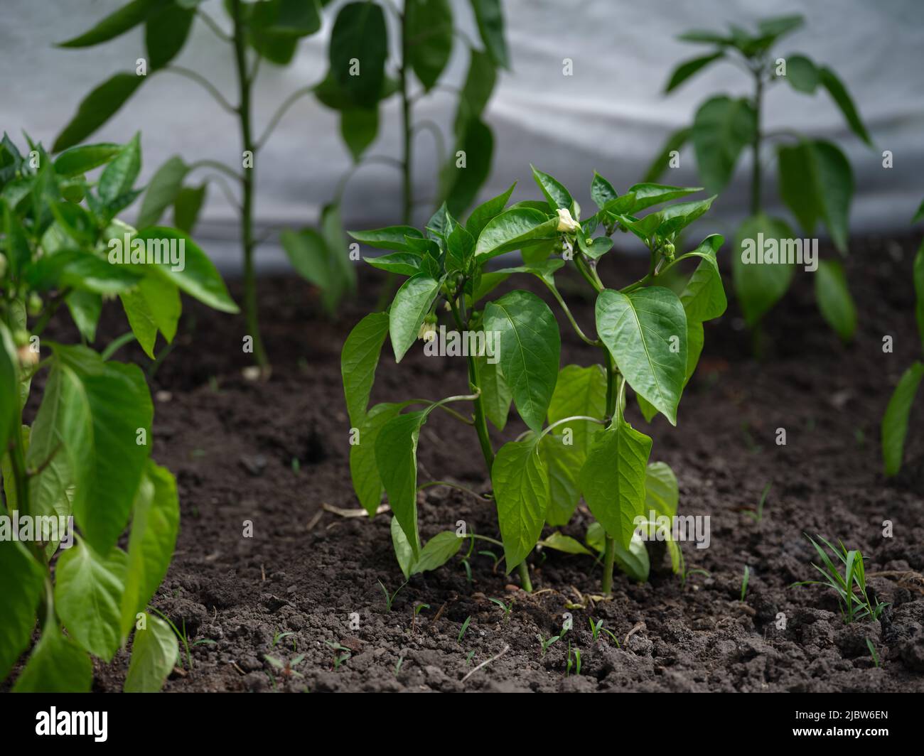 Einige Pfefferpflanzen wachsen in einem Gewächshaus. Nahaufnahme. Stockfoto