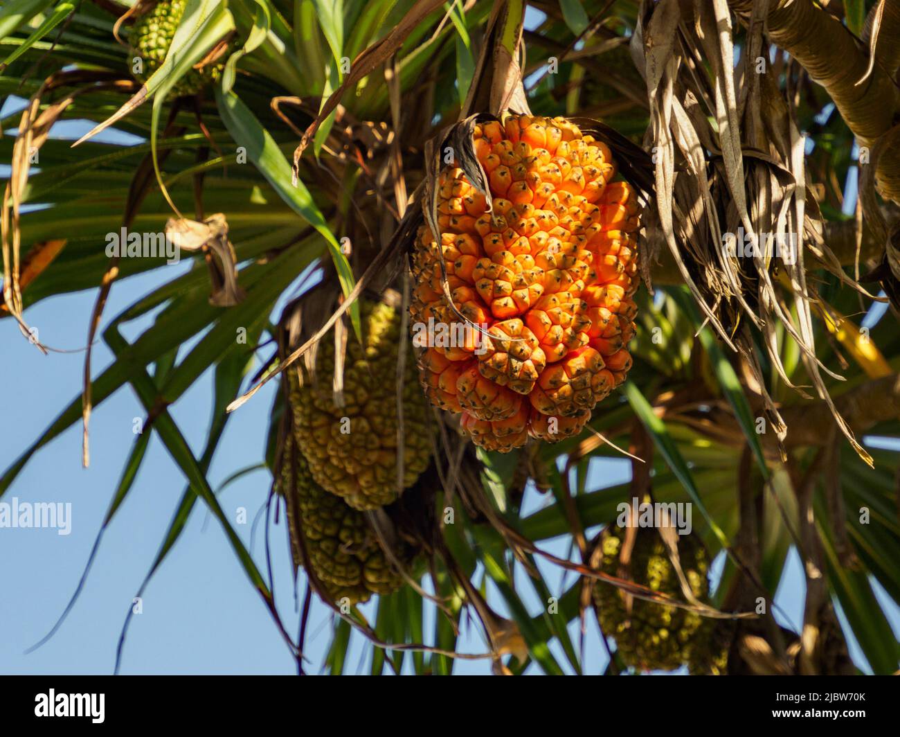 Frucht des Pandanus. Es ist palmenartige, zweihäusige Bäume und