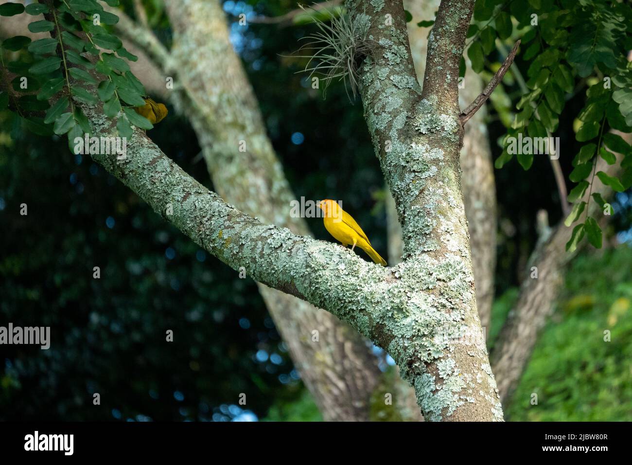 Der Safranfink (Sicalis flaveola), der Gelbe Vogel, ist auf dem Baum Stockfoto