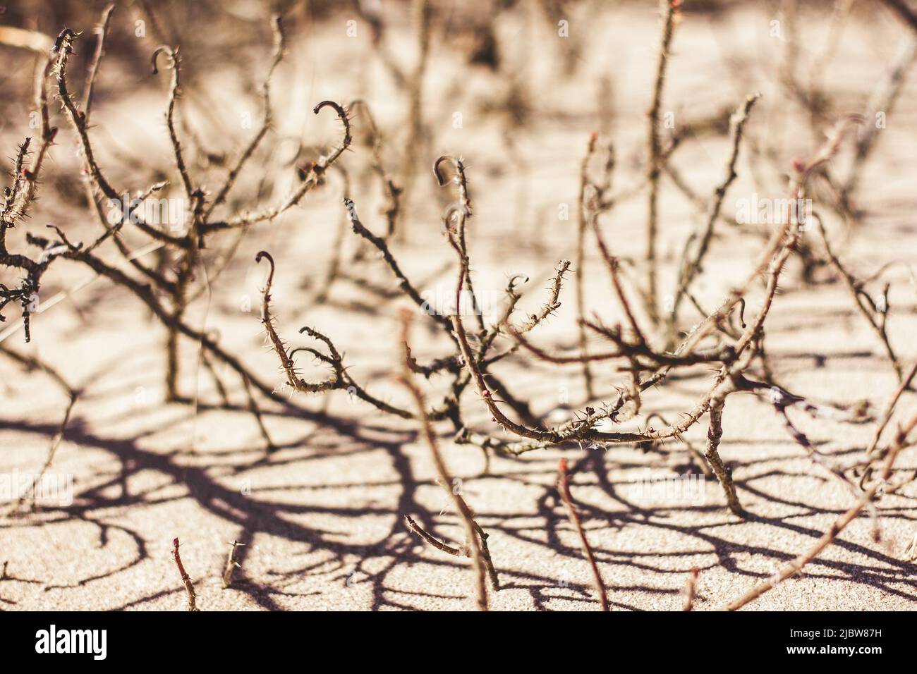 Getrockneter Busch mit Dornen am Ufer des Sees in feinem braunen Sand. Spring Messengers. Stockfoto