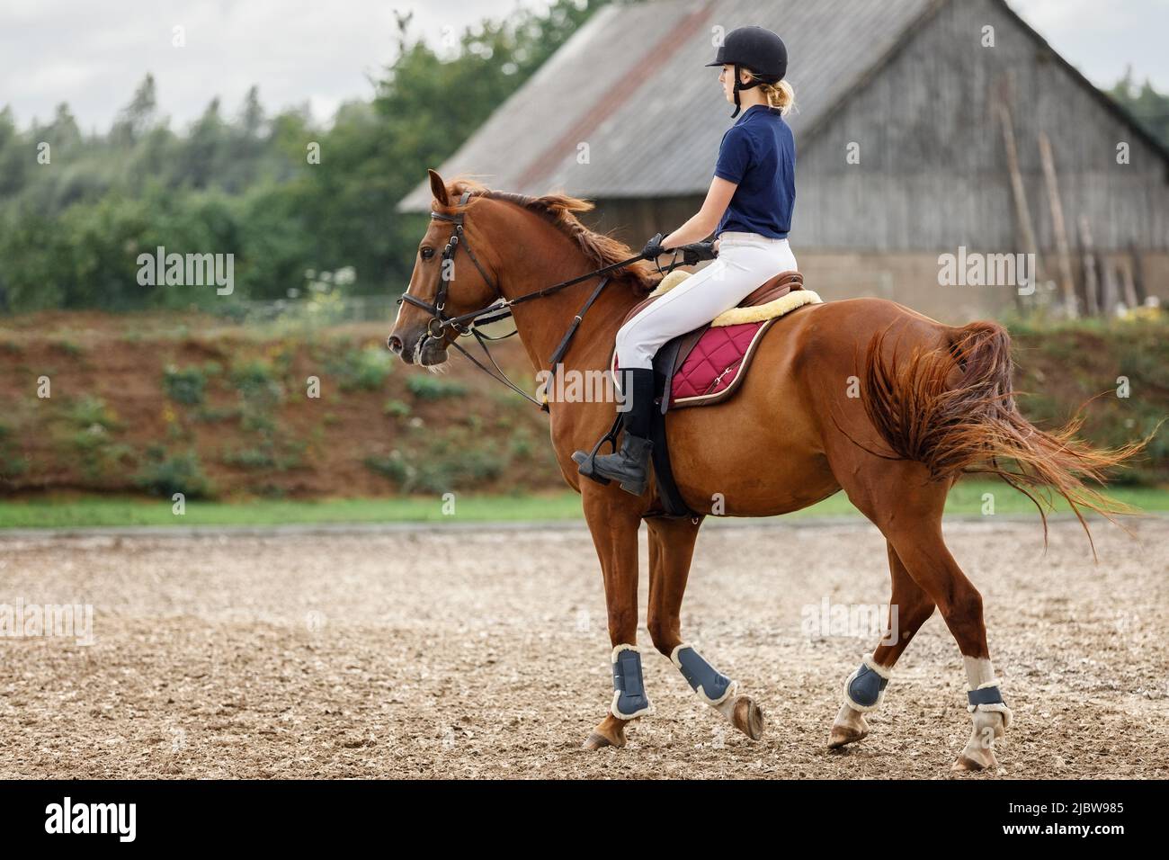 Eine junge Frau in einem blauen Hemd und einer weißen Hose mit einem schwarzen Helm reitet auf einem Kirschpferd in einem Dorfgestüt. Stockfoto